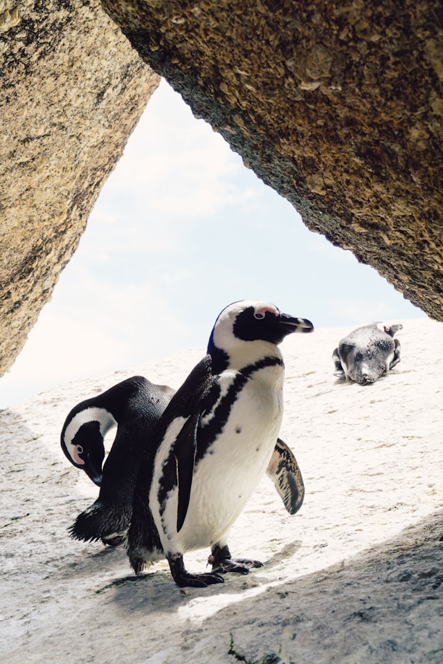 Pingüinos en Boulders Beach