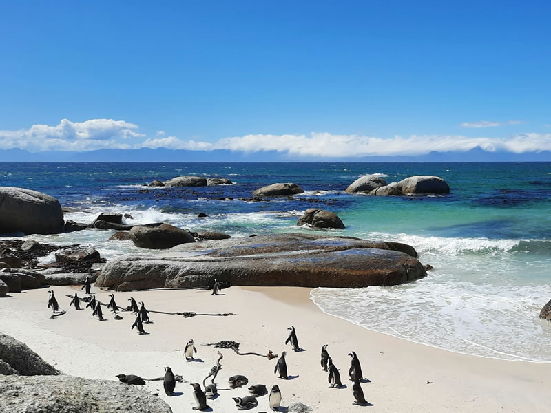 Pingüinos en Boulders Beach