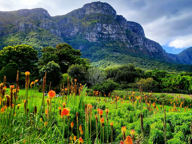 Kirstenbosch & Constantia