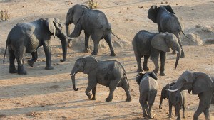 Damaraland