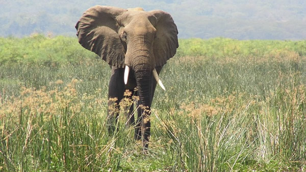 Parque Nacional Elefante Addo