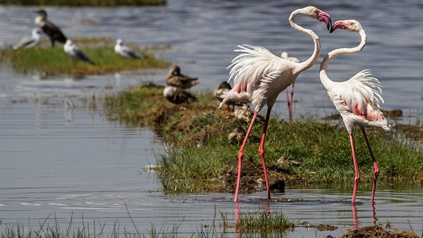 Lago Nakuru