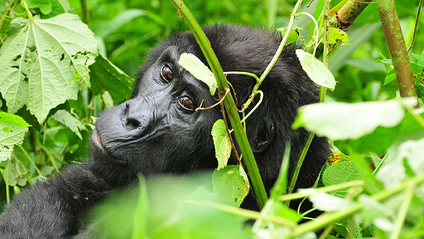 Uganda