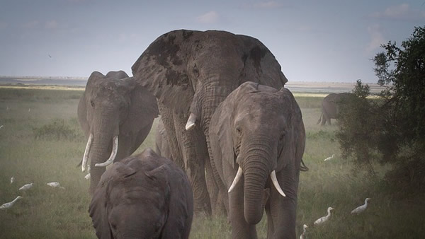 Amboseli