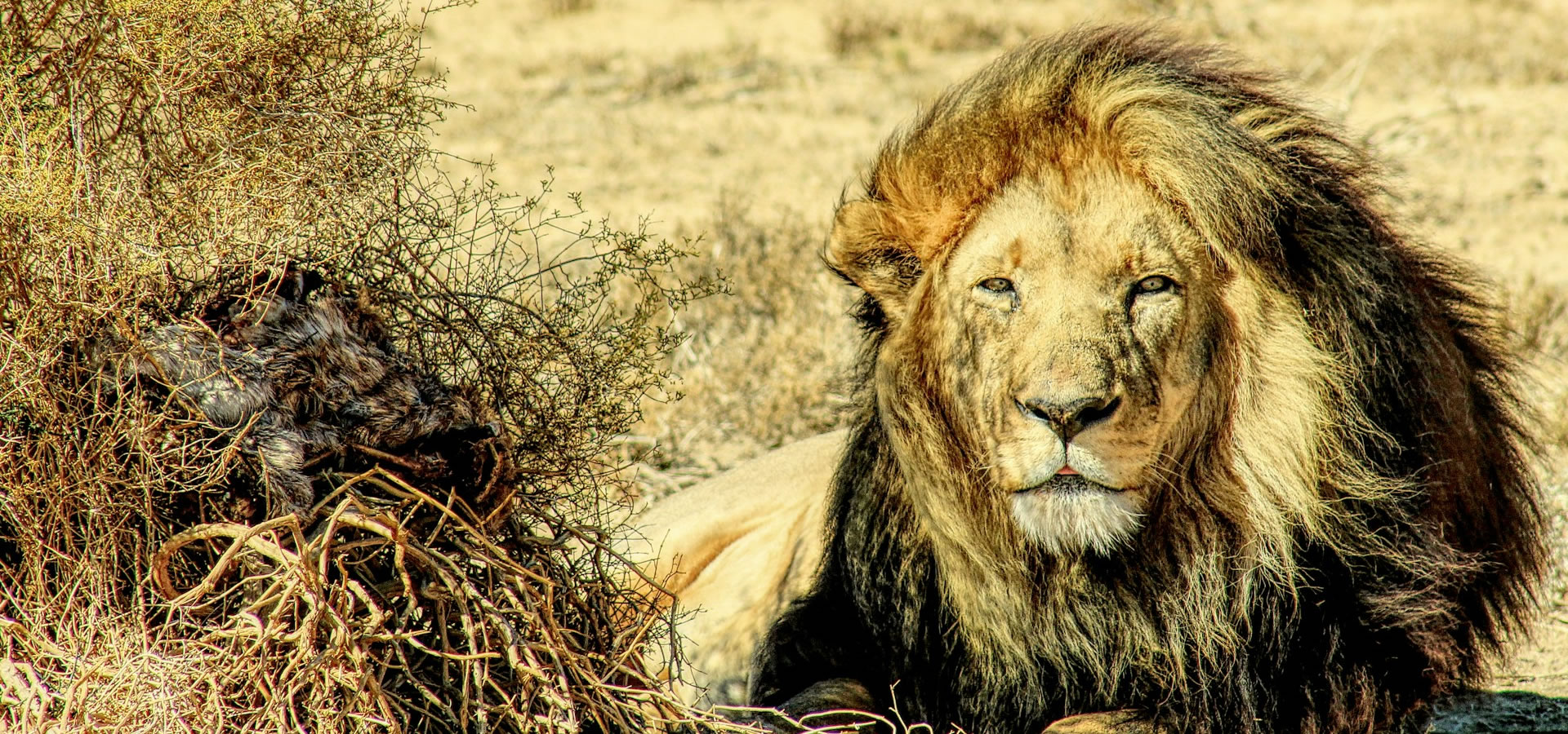 Safari en Sudáfrica