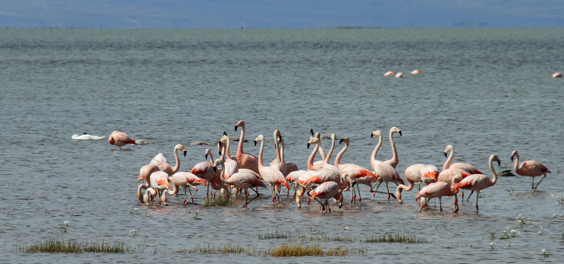 Flamencos en el Lago Argentino