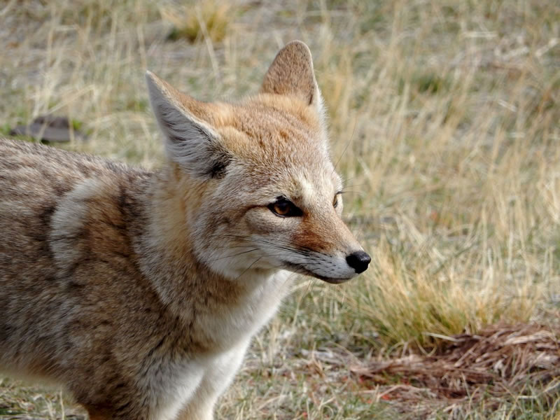 Zorro colorado en el parque nacional