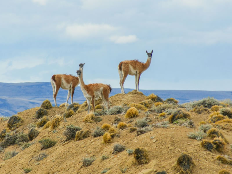 Guanacos en la estepa patagónica