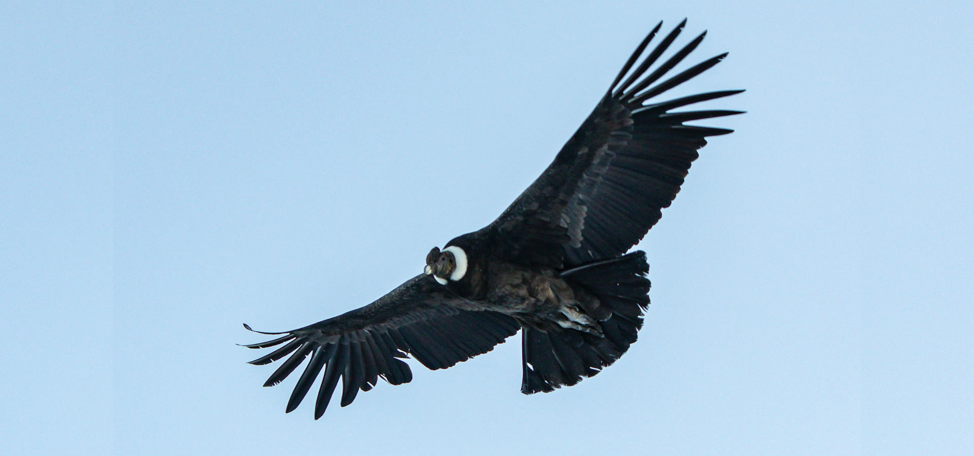 Cóndor sobrevolando los Andes