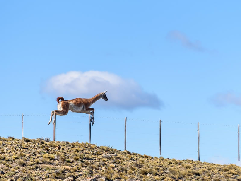 Guanaco en la Patagonia