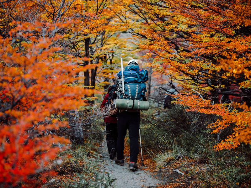 Glamping en el bosque patagónico