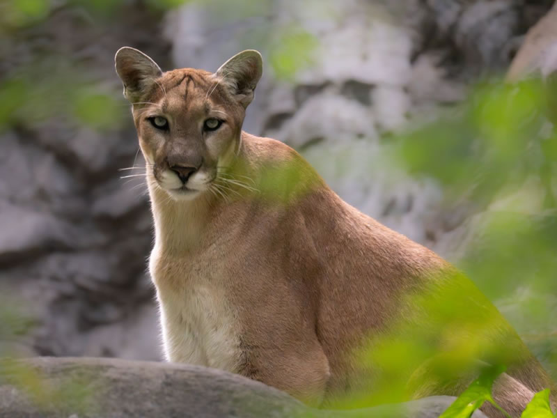 Puma patagónico