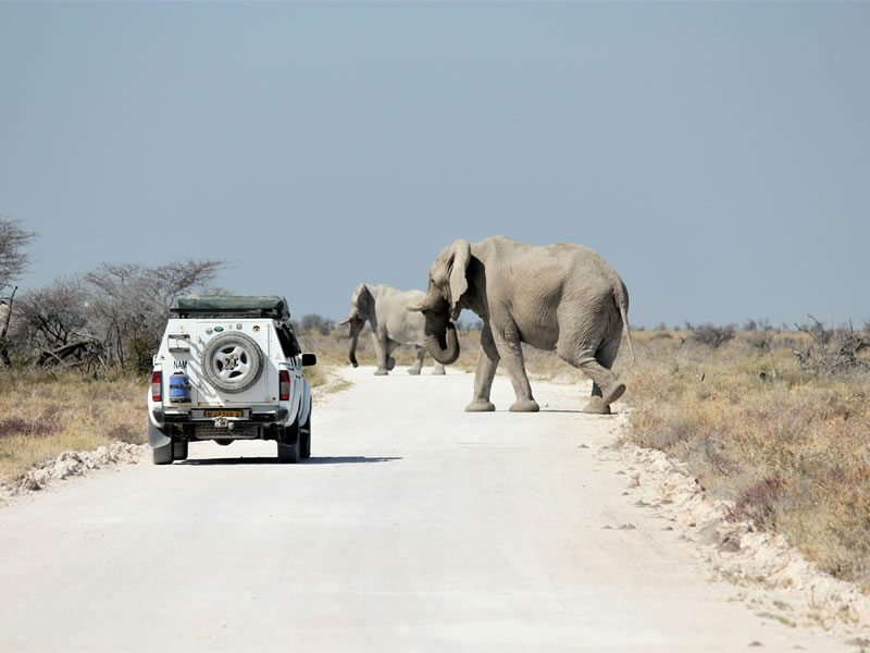 Elefantes cruzando en el Parque Nacional Etosha