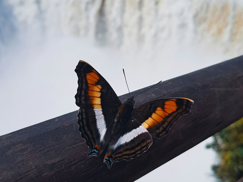 Mariposa en la selva misionera