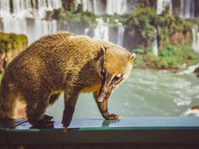 Coatí en la selva misionera