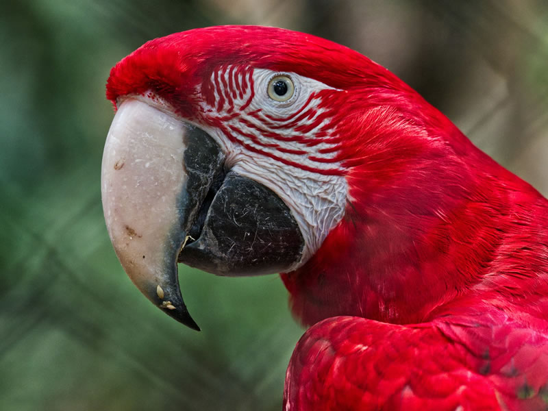 Loro en Cataratas del Iguazú
