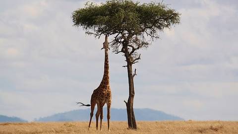 Kenia