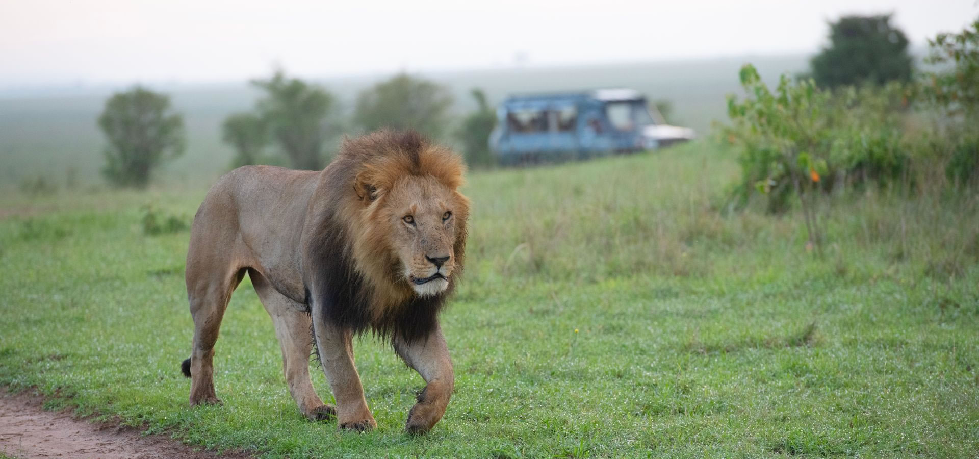 León en safari
