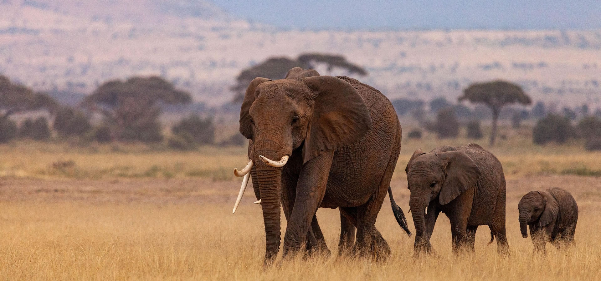 Elefantes en Amboseli