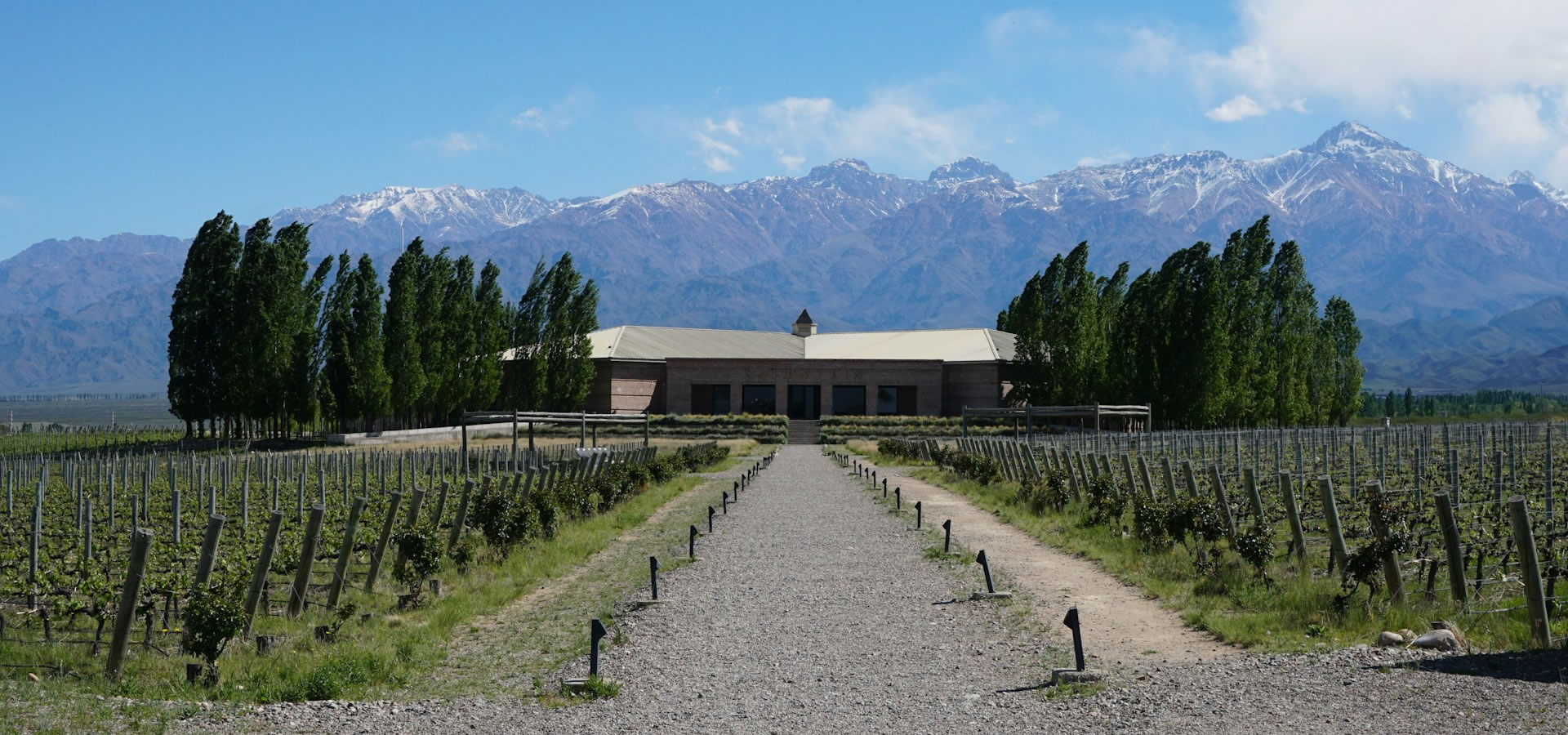 Viñedo mendocino