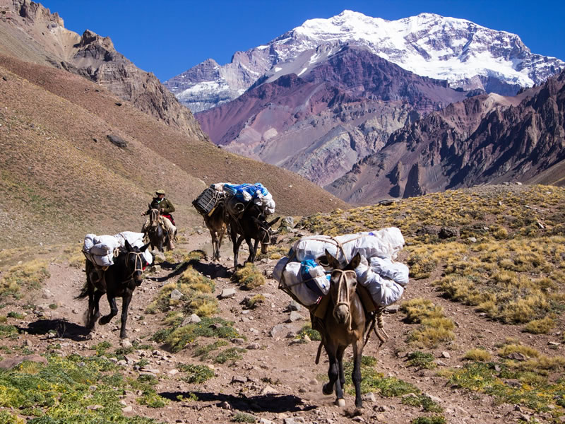 Mulas y el Cerro Aconcagua