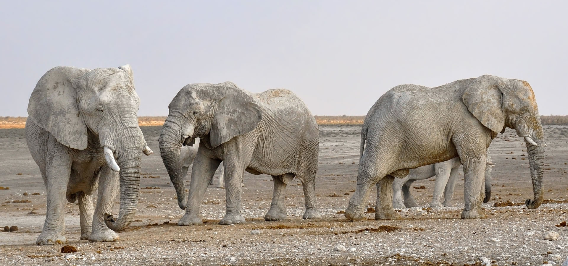 Elefantes en Etosha