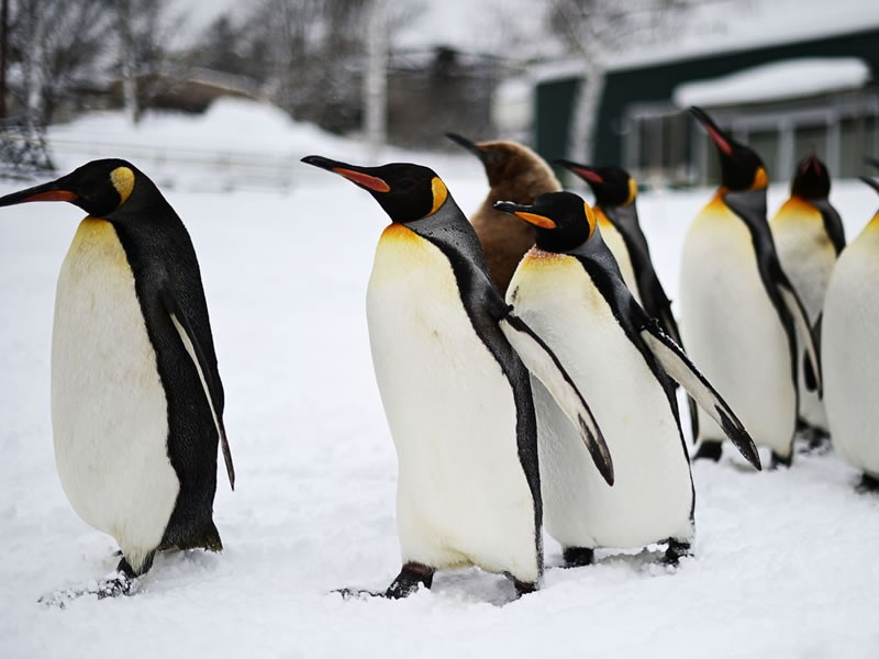 Pingüinos en Isla Martillo