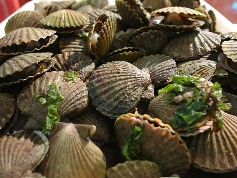 Almejas del Chubut
