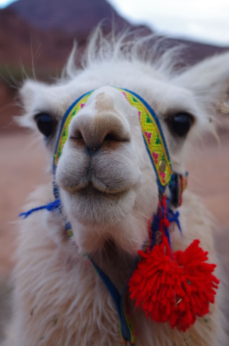 Alpaca en el altiplano
