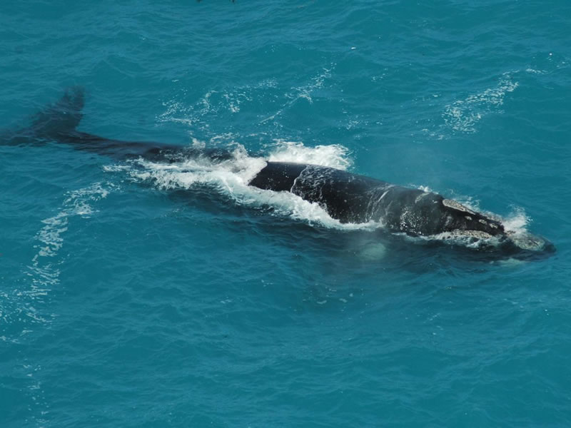 Ballena franca austral en Puerto Madryn