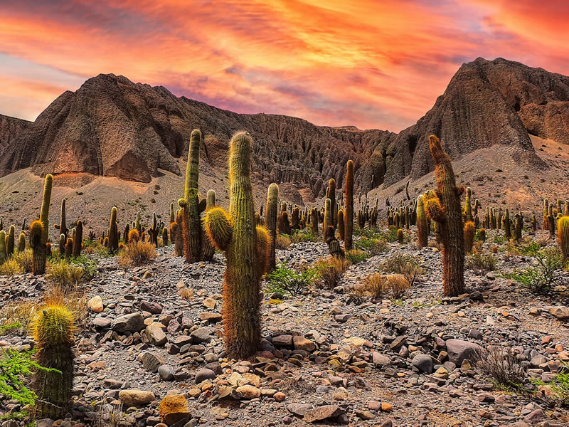 Cardones en Salta