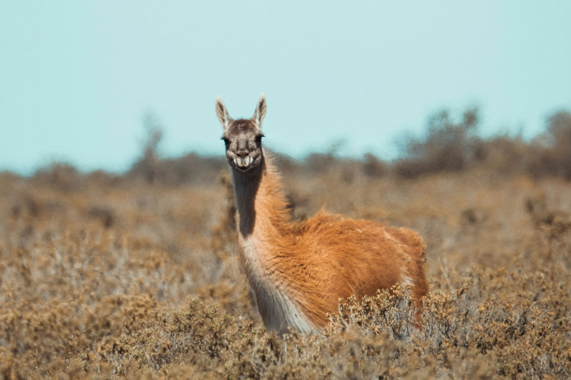 Guanaco en la estepa patagónica