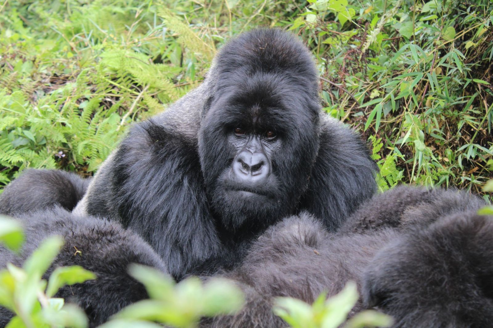 Uganda