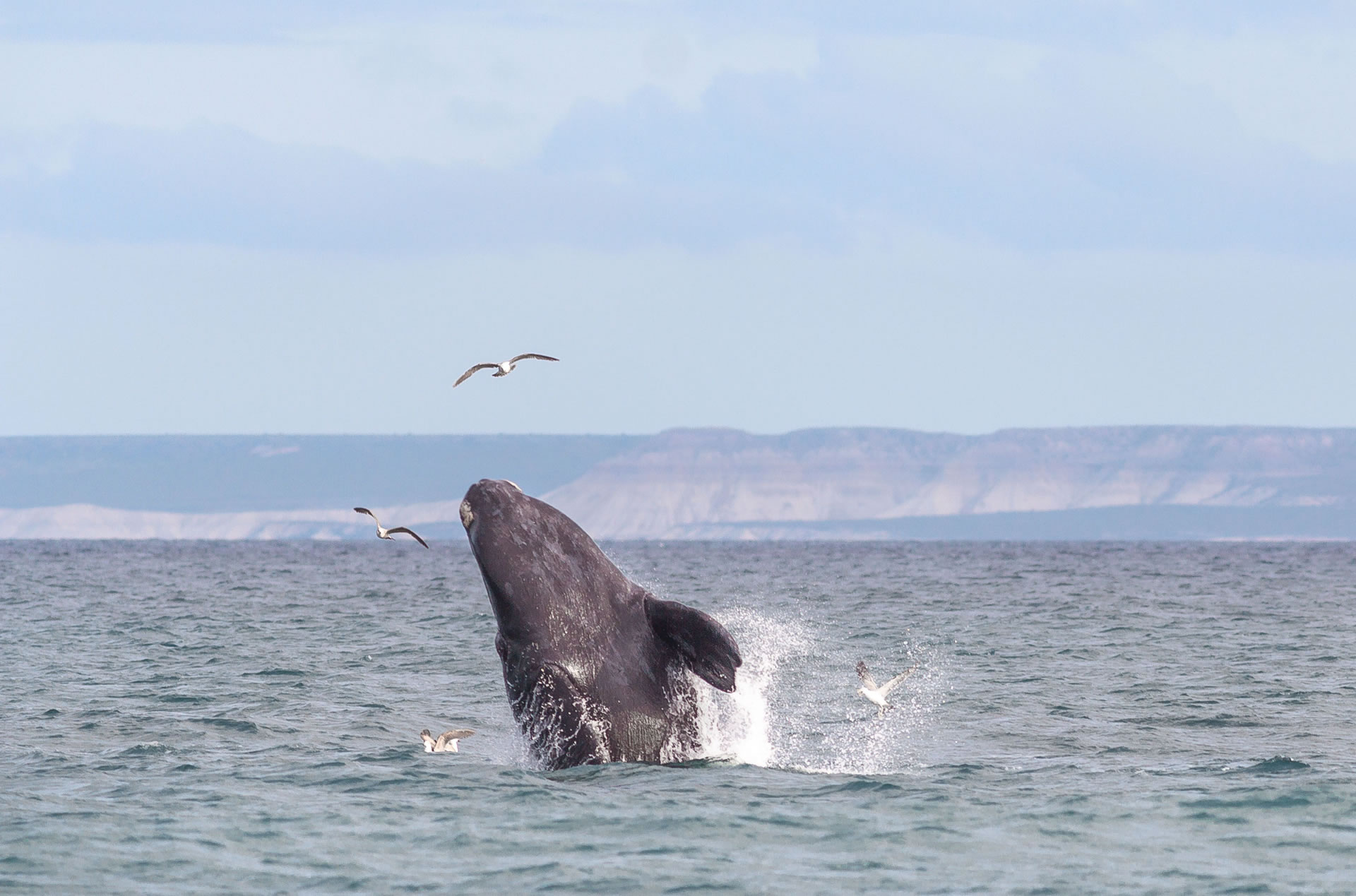 Puerto Madryn, Chubut