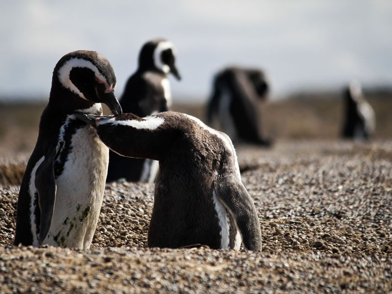Pingüinos en Punta Tombo