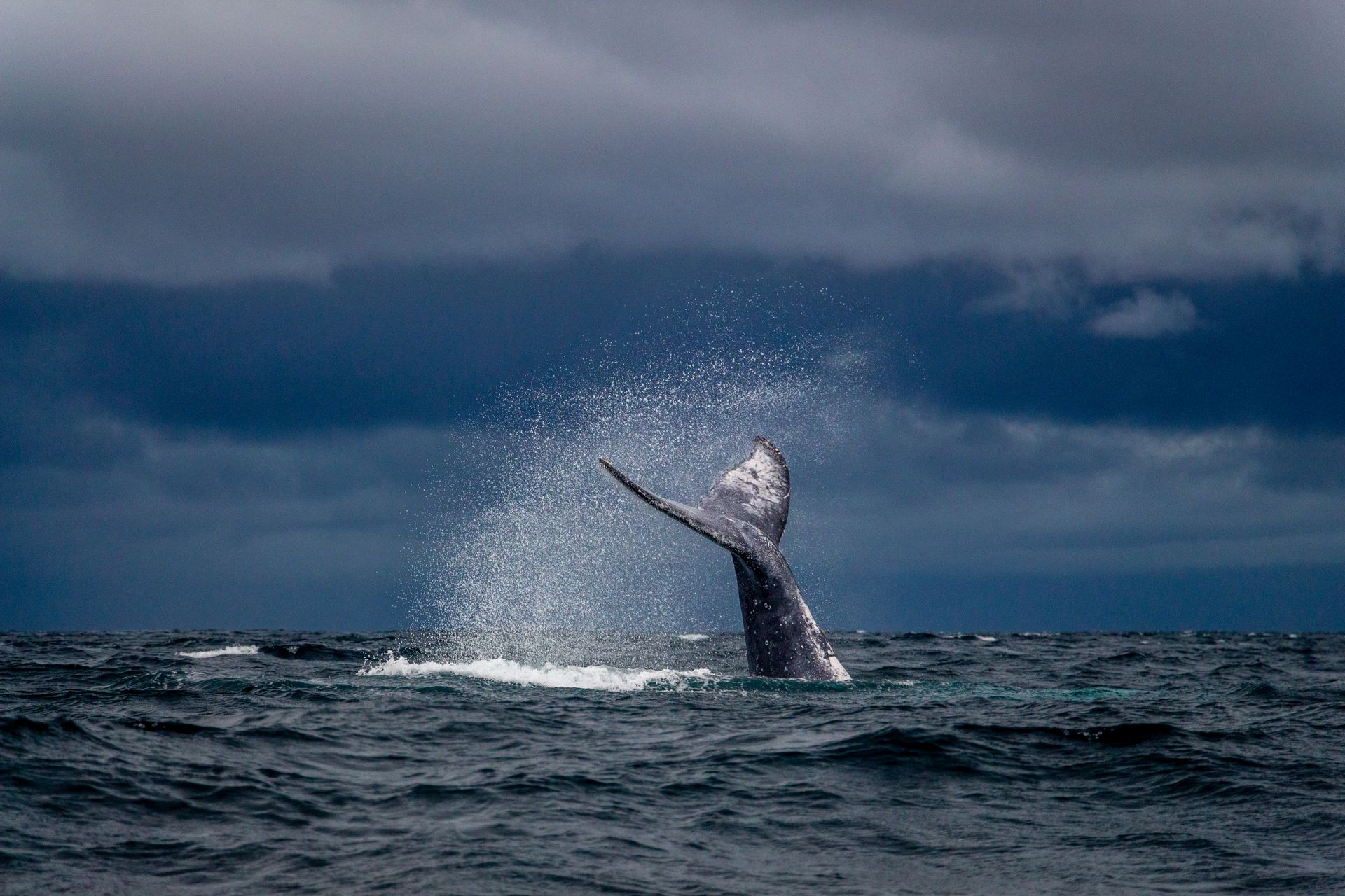 Ballena en Puerto Madryn
