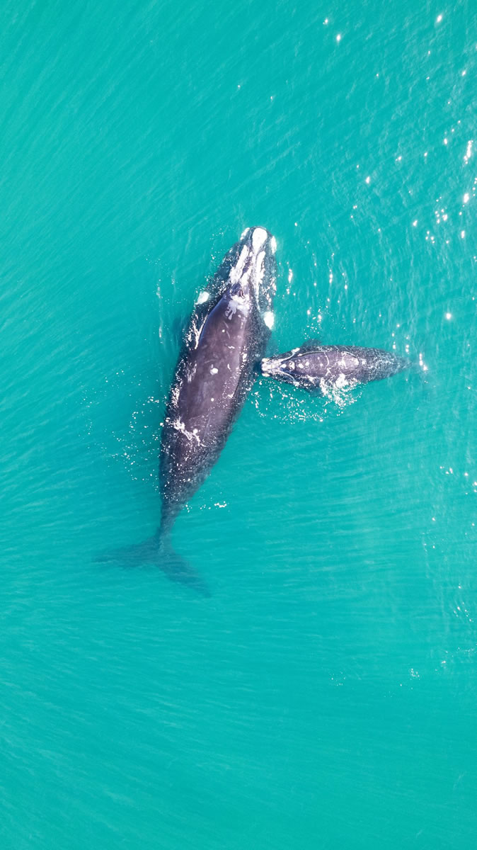 Ballenas en el Golfo Nuevo