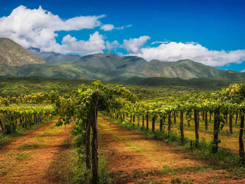 Viñedos de altura en Cafayate