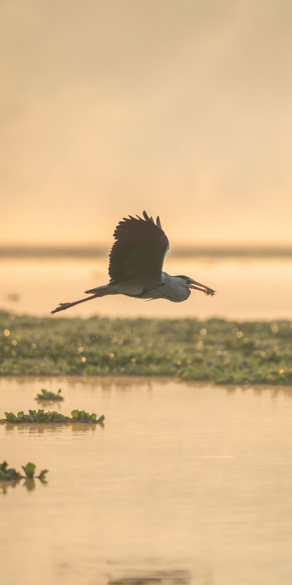Vuelo al atardecer en los Esteros del Iberá