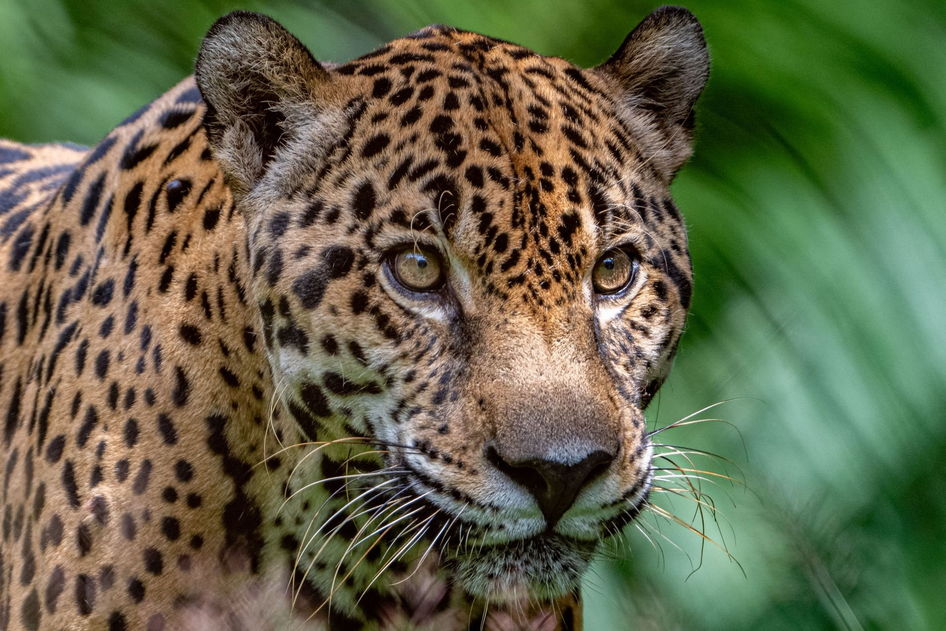 Yaguareté en el Iberá